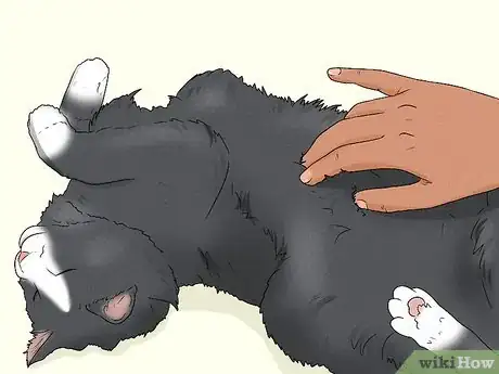 Imagen titulada Give Your Cat a Massage Step 19