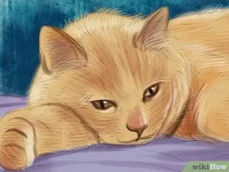 Imagen titulada Give Gabapentin to Cats with Cancer Step 11