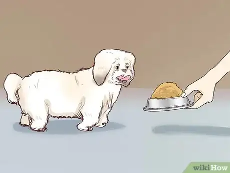 Imagen titulada Breed Shih Tzus Step 14