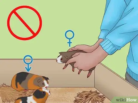Imagen titulada Care for a Pregnant Guinea Pig Step 47