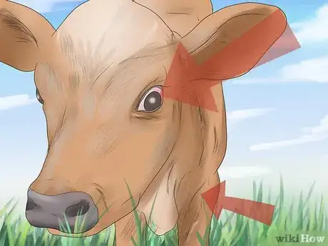 Imagen titulada Diagnose and Treat Scours in Calves Step 3