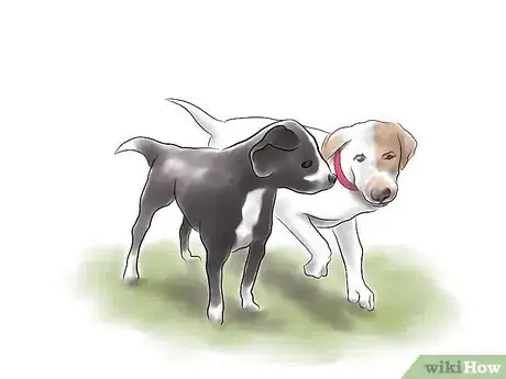 Imagen titulada Train a Pit Bull Step 12