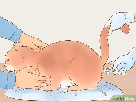 Imagen titulada Know if Your Cat Is Sick Step 2