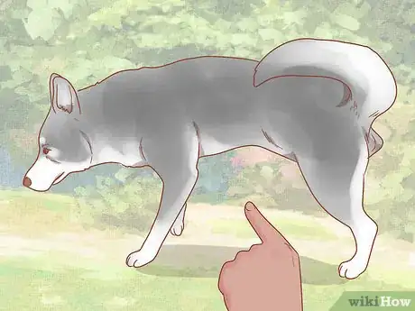 Imagen titulada Care for a Husky Step 3