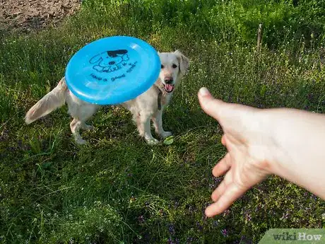 Imagen titulada Teach a Dog How to Catch a Frisbee Step 4