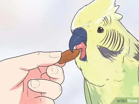 Imagen titulada Teach Your Bird to Talk Step 9