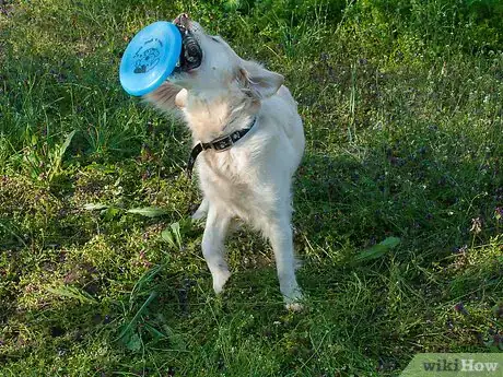 Imagen titulada Teach a Dog How to Catch a Frisbee Step 5