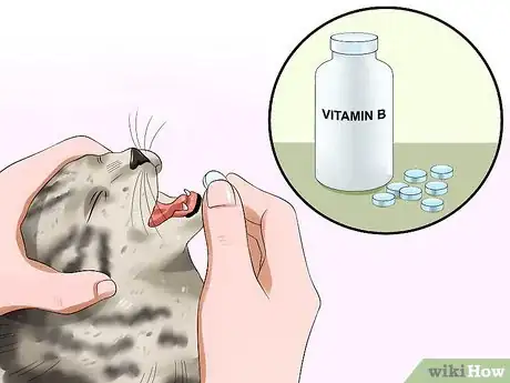 Imagen titulada Treat Feline Panleukopenia (Distemper) Step 10