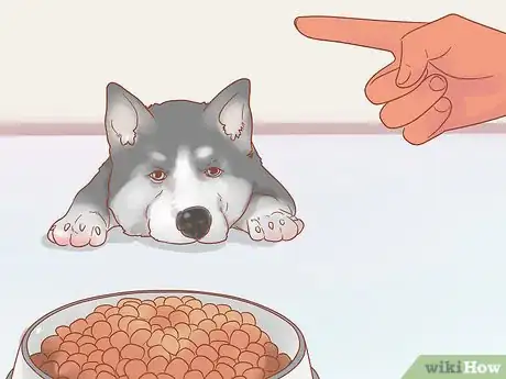 Imagen titulada Care for a Husky Step 5