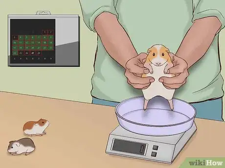 Imagen titulada Care for a Pregnant Guinea Pig Step 38