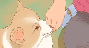 viajar con tu perro en carro