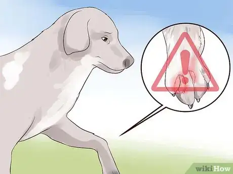 Imagen titulada Check a Dog for Ringworm Step 5