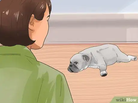 Imagen titulada Tell if Your Dog Has Parvo Step 3