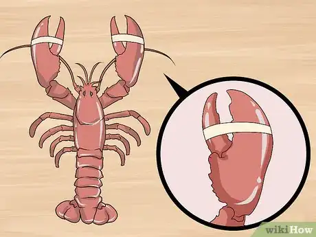 Imagen titulada Store Live Lobster Step 3
