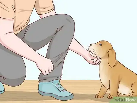 Imagen titulada Adopt a Puppy Step 7