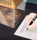 tener arañas como mascotas