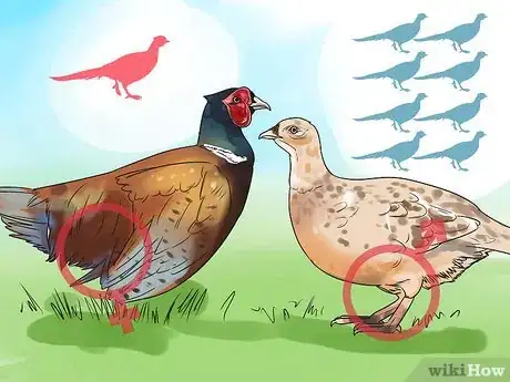 Imagen titulada Breed and Incubate Pheasants Step 3