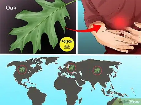 Imagen titulada Identify Trees by Leaves Step 13