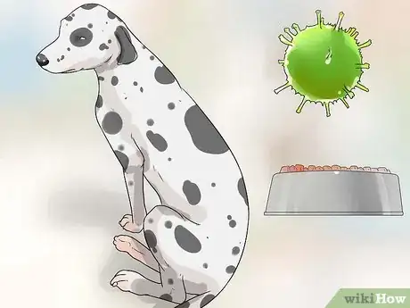 Imagen titulada Care for a Dalmatian Step 9