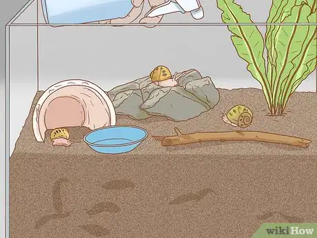 Imagen titulada Set Up a Natural Environment for Pet Snails Step 8