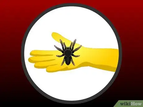 Imagen titulada Pick a Pet Tarantula Step 1