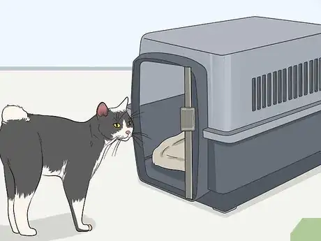 Imagen titulada Tame a Feral Cat Step 3