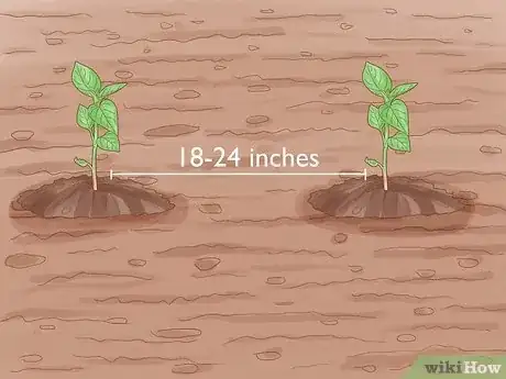 Imagen titulada Grow Hot Peppers Step 12