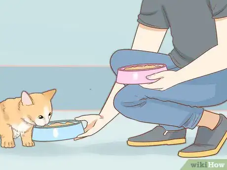 Imagen titulada Diagnose and Treat Rodent Ulcers in Cats Step 11