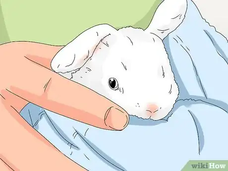 Imagen titulada Tell if Your Rabbit Has Weepy Eye Step 12