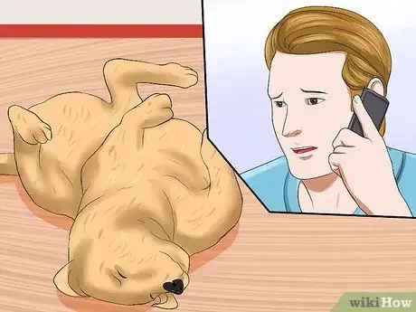 Imagen titulada Recognize a Stroke in Dogs Step 5