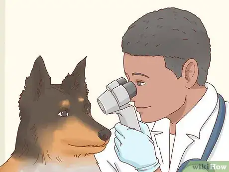 Imagen titulada Care for a Border Collie Step 4