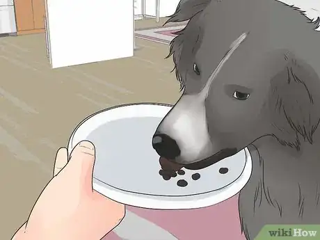 Imagen titulada Train Border Collies Step 11