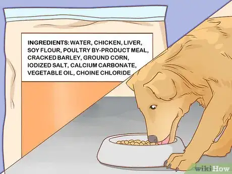 Imagen titulada Take Care of a Dog Step 1
