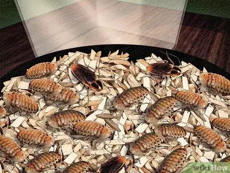 Imagen titulada Breed Feeder Roaches Step 3
