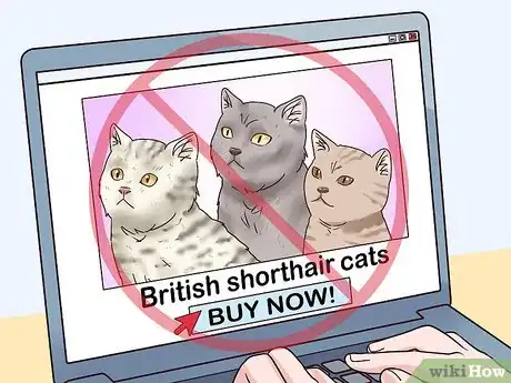 Imagen titulada Identify a British Shorthair Cat Step 14