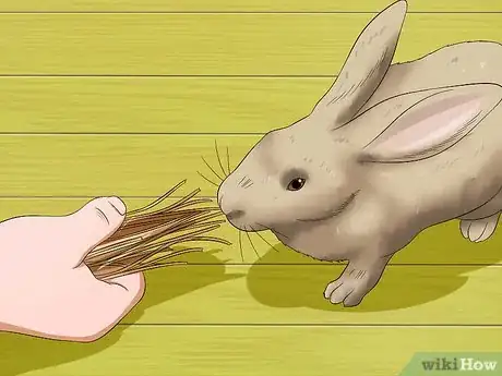 Imagen titulada Stop a Rabbit from Sneezing Step 8