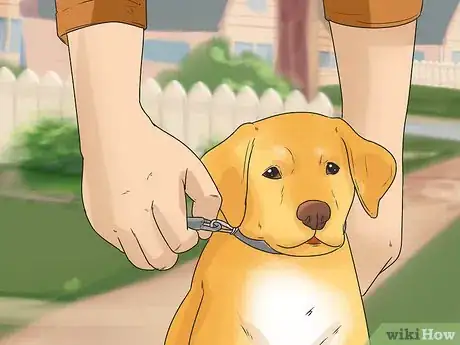 Imagen titulada Start Walking Your Puppy Step 4