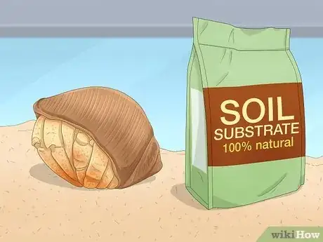 Imagen titulada Care for a Marine Hermit Crab Step 3