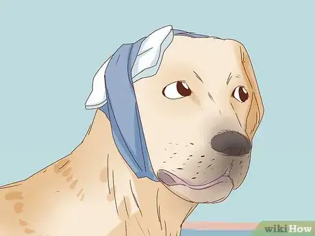 Imagen titulada Care for a Dog's Torn Ear Step 9