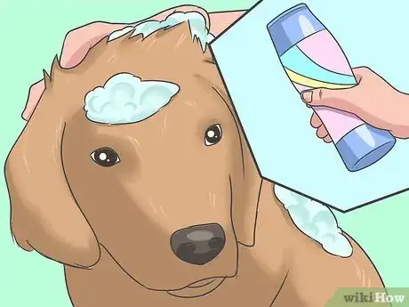 Imagen titulada Eliminate a Flea Infestation in Your Home Step 6