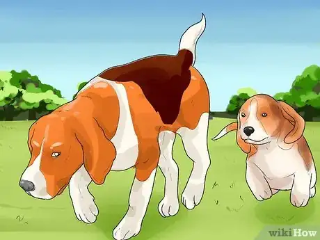 Imagen titulada Train a Dog for Rabbit Hunting Step 12