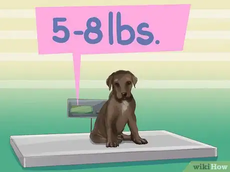Imagen titulada Identify a Great Dane Step 6