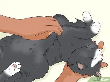 Imagen titulada Give Your Cat a Massage Step 20