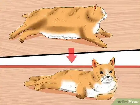 Imagen titulada Get Your Cat Out of the Malnutrition Stage Step 13