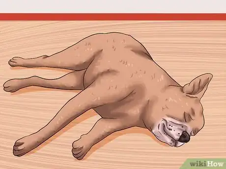 Imagen titulada Recognize a Stroke in Dogs Step 4