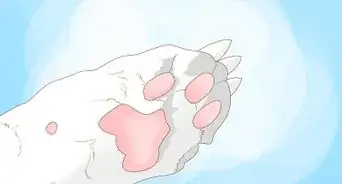 disculparte con un gato