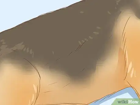 Imagen titulada Identify a German Shepherd Step 2