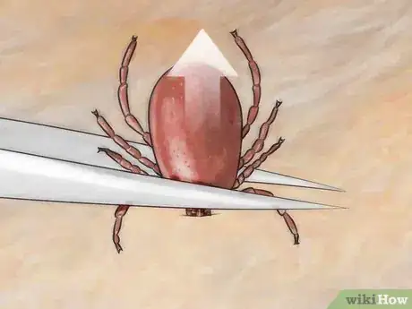 Imagen titulada Kill Fleas and Ticks in Your Home Step 2