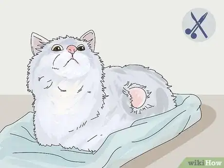 Imagen titulada Diagnose and Treat Benign Tumors in Cats Step 12