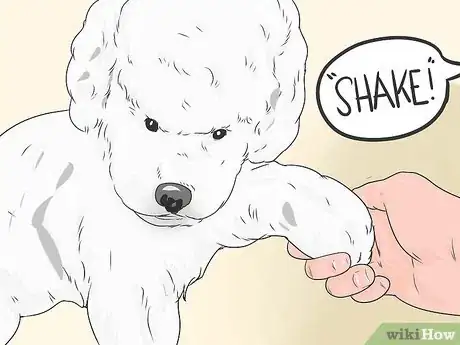 Imagen titulada Train a Bichon Frise Step 10